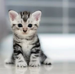 Meet your Posher, Catalina